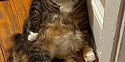 Rusia joined the competition — help win amazing prizes! cat, fluffy, relaxed, wooden_floor, indoor, pet_bed, curious, tabby, white_paws, furry, sitting, looking, tail, wall, cozy, domestic, cute, animal, whiskers, floor