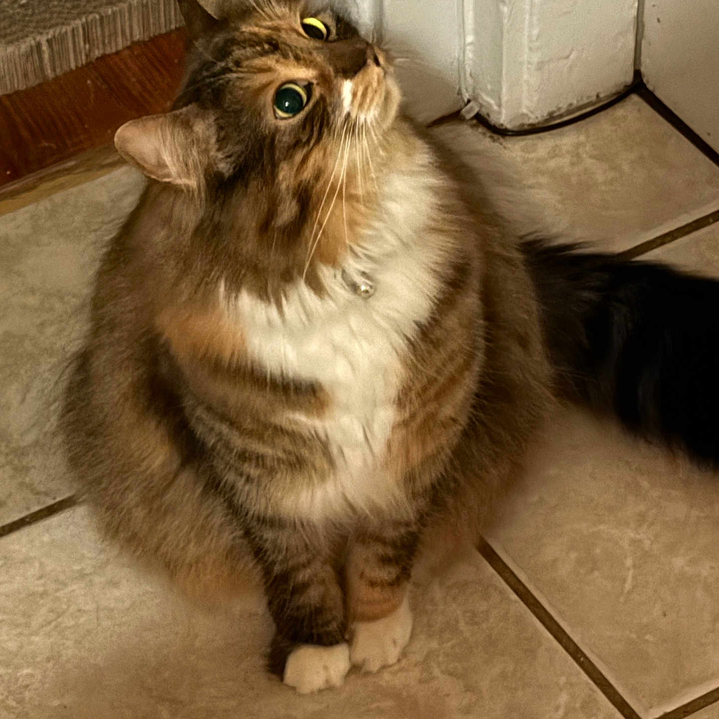 Rusia joined the competition — help win amazing prizes! animal, bell, cat, collar, corner, curious, cute, domestic_animal, feline, floor, fluffy, green_eyes, indoor, looking_up, mammal, paws, pet, tabby, tile, whiskers