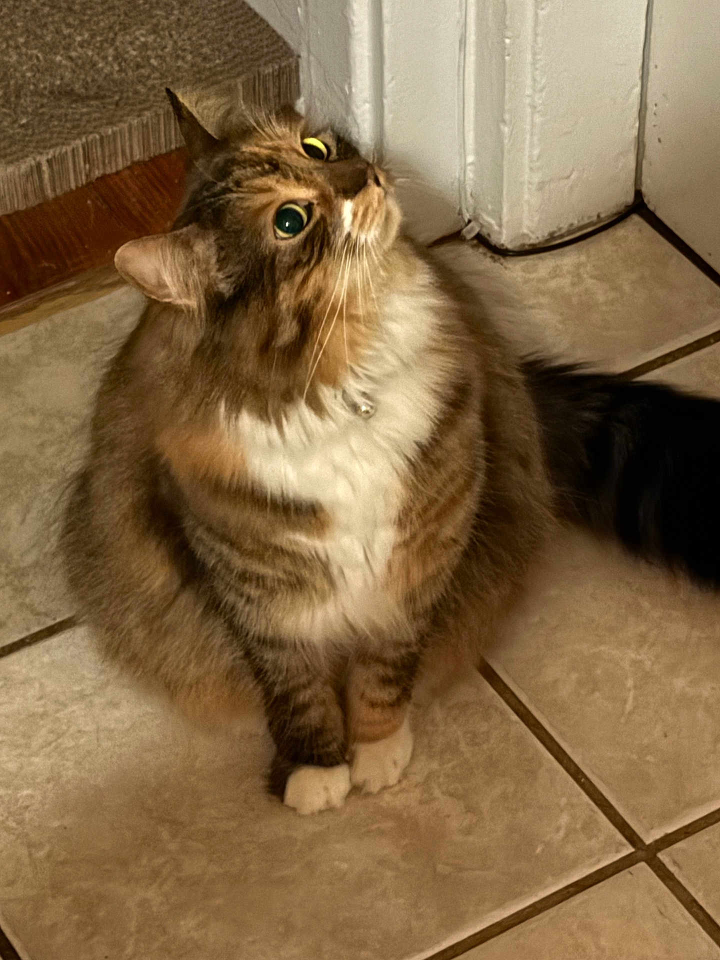 Rusia joined the competition — help win amazing prizes! cat, tabby, fluffy, pet, indoor, floor, tile, curious, green_eyes, collar, bell, whiskers, paws, feline, cute, domestic_animal, mammal, animal, looking_up, corner