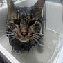 cat, tabby, wet, sink, water, soapy, indoor, pet, animal, closeup, face, ears, whiskers, fur, bath, expression, looking, domestic, cute, feline