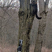 Hermes Aka Harry joined the competition — help win amazing prizes! cat, tree, climbing, forest, bare_branches, nature, outdoor, animal, fur, trunk, wood, metal_post, warning_label, grass, winter, bark, wilderness, wildlife, daytime, adventure