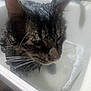 cat, tabby_cat, wet, bath, sink, water, bubbles, fur, closeup, pet, animal, indoor, displeased, whiskers, ears, face, head, domestic_cat, feline, soaked