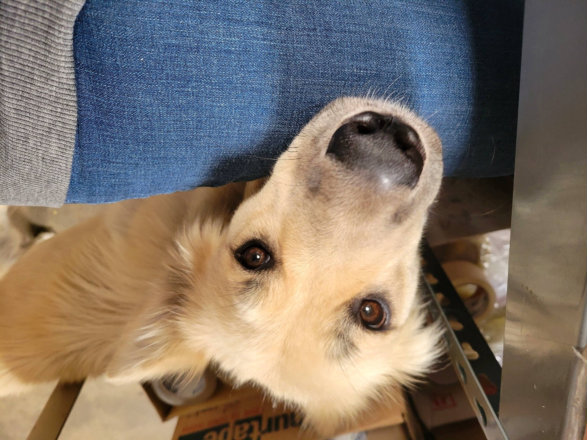 Heidi joined the competition — help win amazing prizes! canidae, carnivore, companion_dog, dog, dog_breed, dog_collar, dog_supply, fawn, fur, golden_retriever, paw, pet_supply, snout, sporting_group, terrestrial_animal, whiskers, working_animal