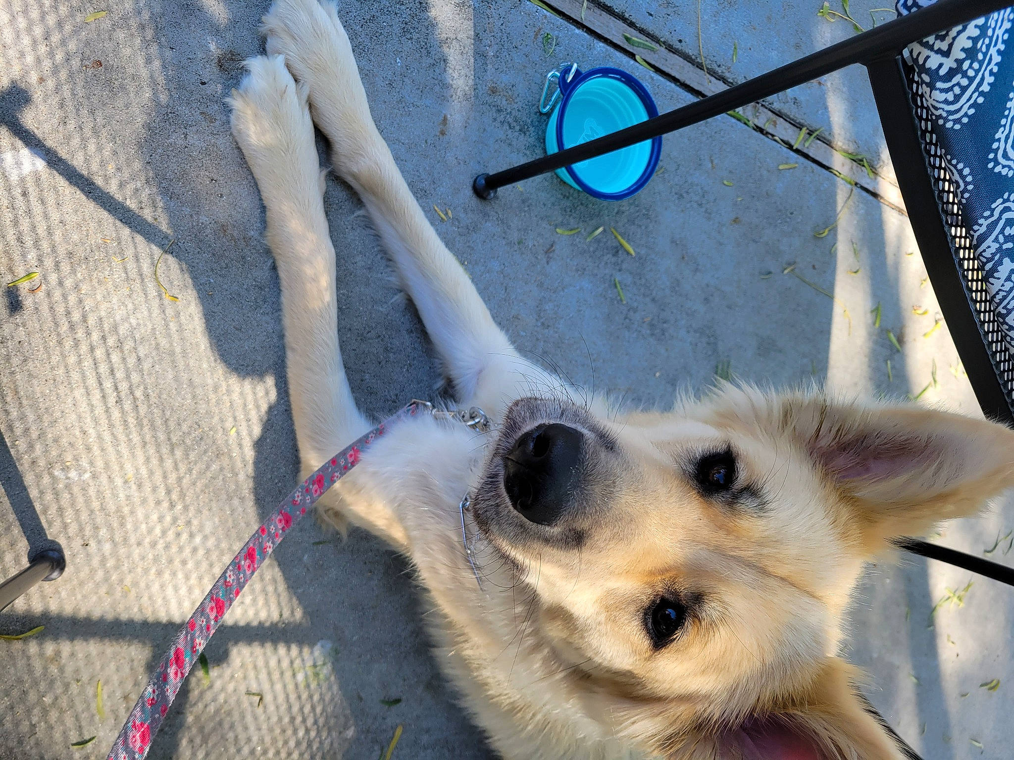 Heidi joined the competition — help win amazing prizes! animal_shelter, blue, canidae, carnivore, collar, concrete, dog, dog_breed, dog_supply, electric_blue, eyelash, fawn, fur, jaw, mesh, paw, snout, terrestrial_animal, twig, whiskers