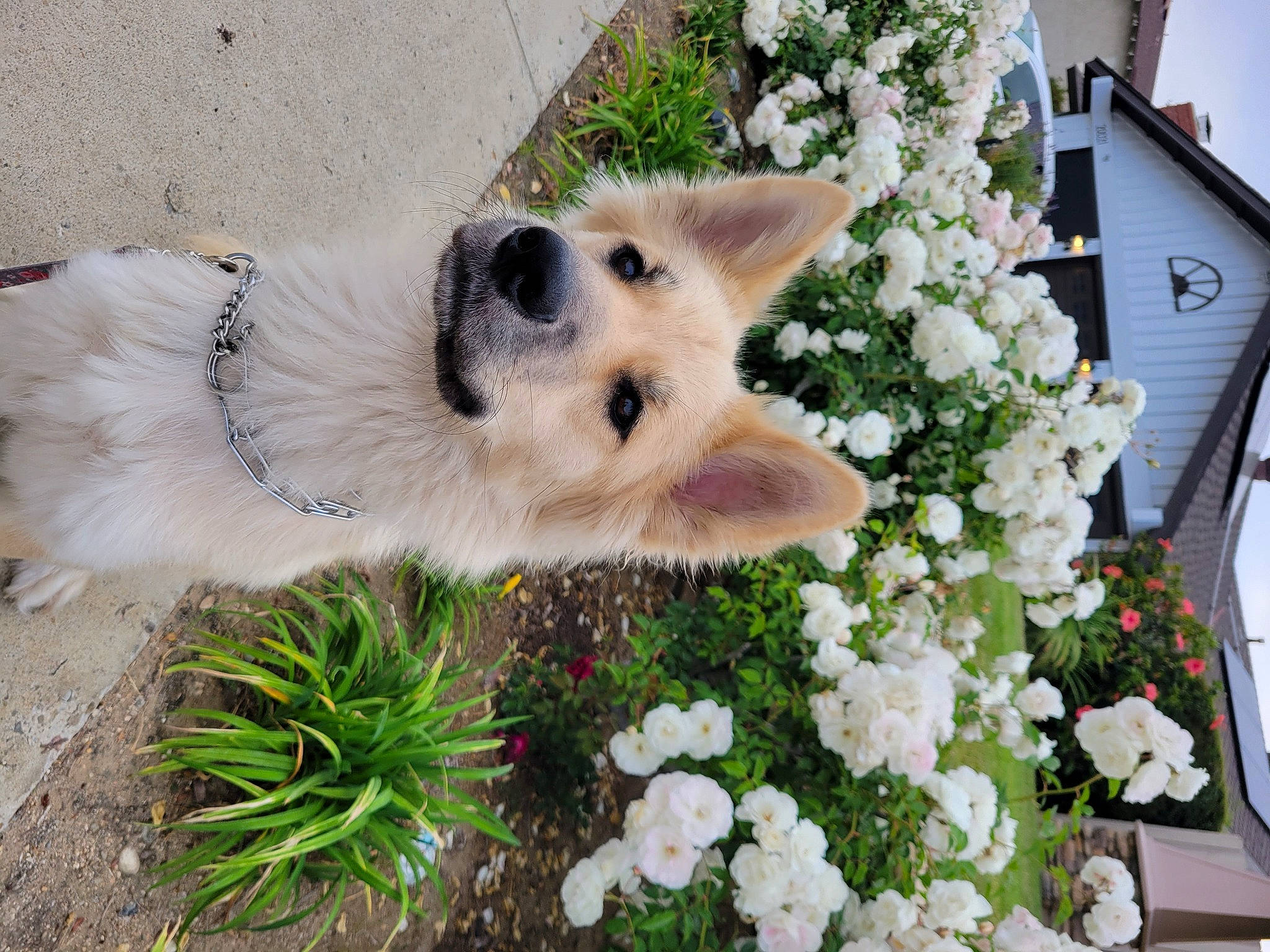 Heidi is registered to the contest to win money with this photo: annual_plant, canidae, carnivore, collar, companion_dog, dog, dog_breed, fawn, flower, flower_arranging, fur, german_spitz_mittel, grass, herding_dog, petal, plant, snout, sporting_group, tail, whiskers