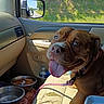 Mona joined the competition — help win amazing prizes! dog, brown_dog, car_interior, car_seat, dog_tongue, dog_collar, dog_leash, dog_paw, water_bowl, food_bowl, car_door, car_window, side_mirror, trees, sunlight, happy_dog, pet, vehicle, road_trip, inside_car