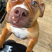 Mona joined the competition — help win amazing prizes! dog, pet, closeup, brown_fur, white_chest, curious, wide_eyes, nose, ears, floor, wooden_floor, indoor, animal, canine, looking_up, attention, friendly, playful, portrait, domestic_animal