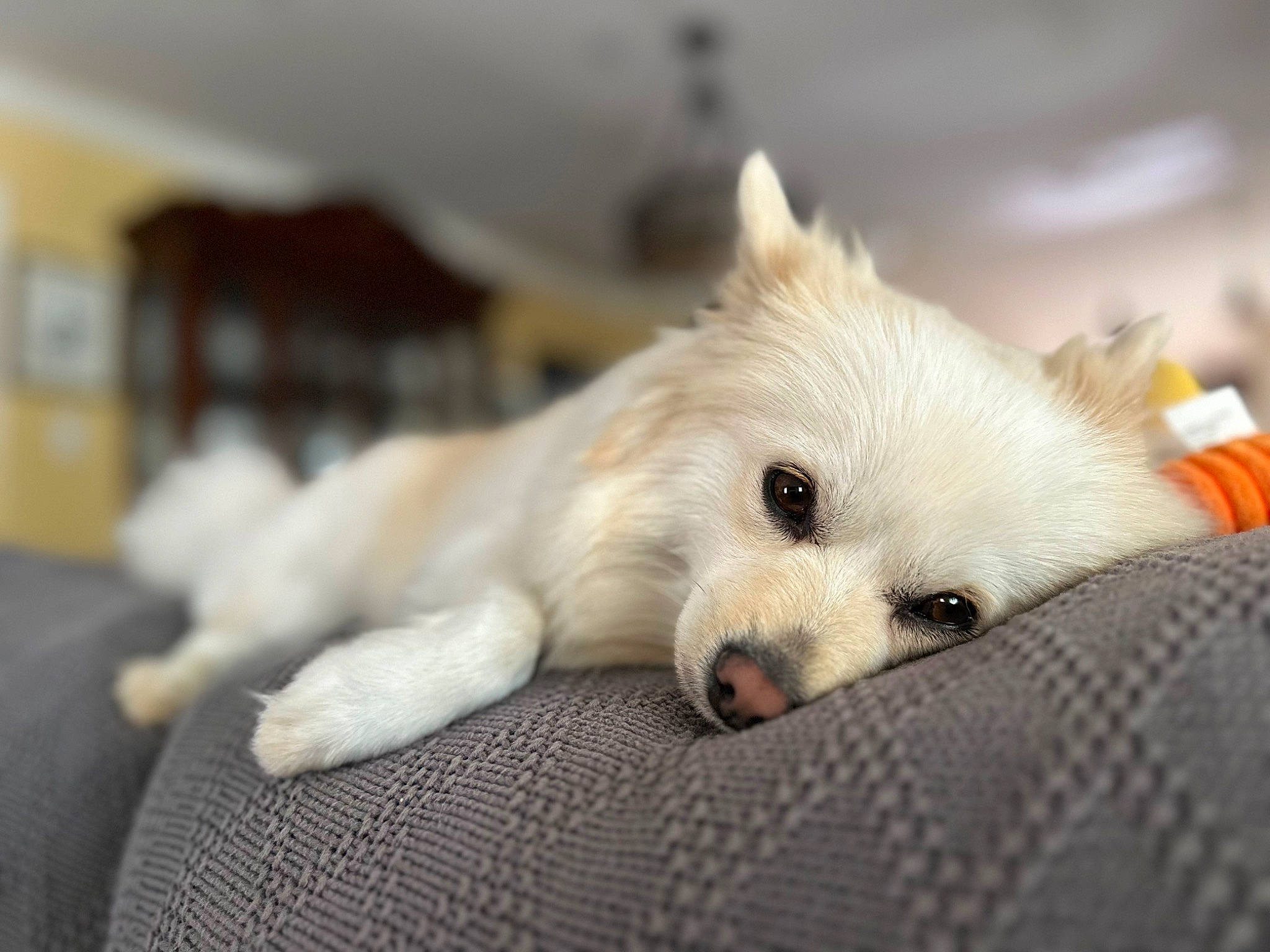 Siopao is registered to the contest to win money with this photo: aircraft, canidae, carnivore, comfort, companion_dog, dog, dog_breed, fur, japanese_spitz, non_sporting_group, paw, snout, spitz, sporting_group, terrestrial_animal, volpino_italiano, whiskers