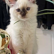Mia participe au concours pour gagner de l'argent avec cette photo : kitten, cat, fluffy, indoor, perfume_bottle, decorative_object, plant, coat, furniture, curious, white, brown_ears, brown_nose, closeup, pet, domestic_animal, table, reflection, houseplant, background