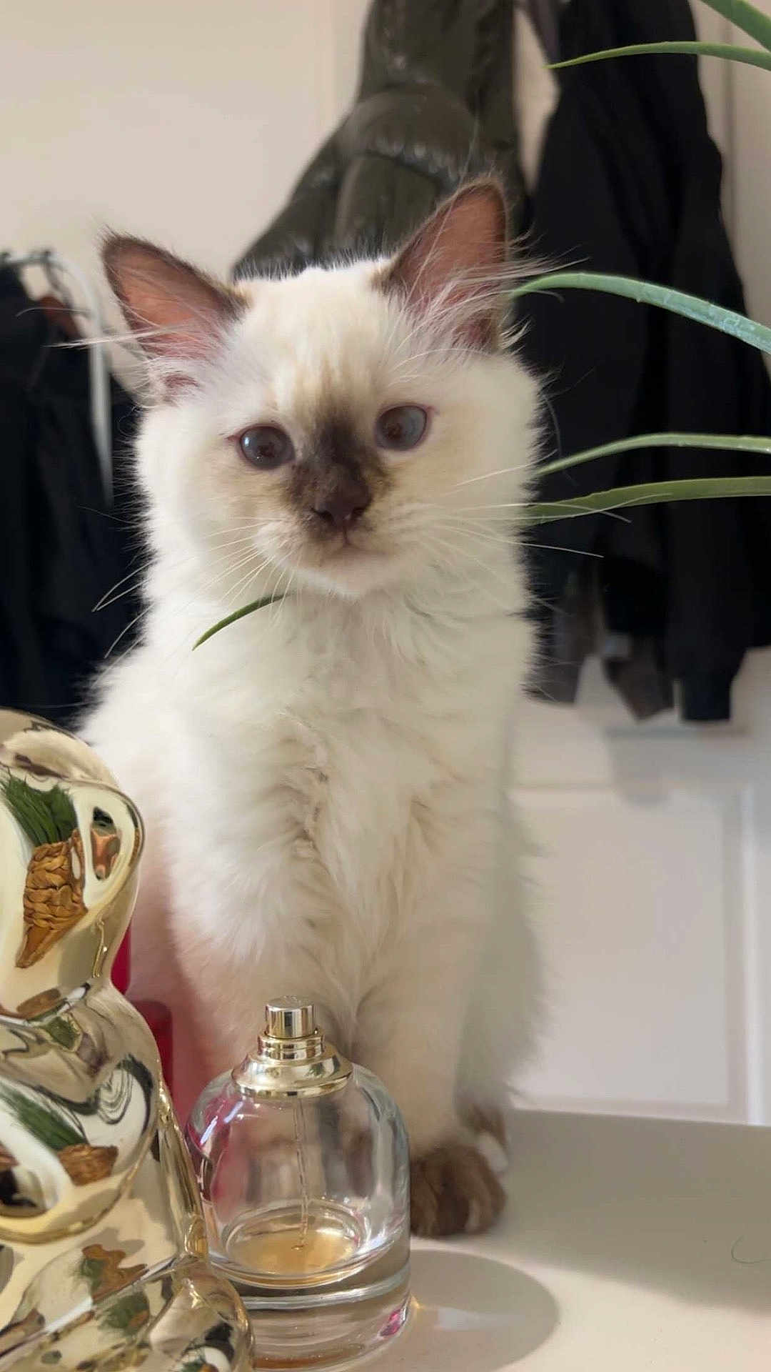 Mia participe au concours pour gagner de l'argent avec cette photo : kitten, cat, fluffy, indoor, perfume_bottle, decorative_object, plant, coat, furniture, curious, white, brown_ears, brown_nose, closeup, pet, domestic_animal, table, reflection, houseplant, background