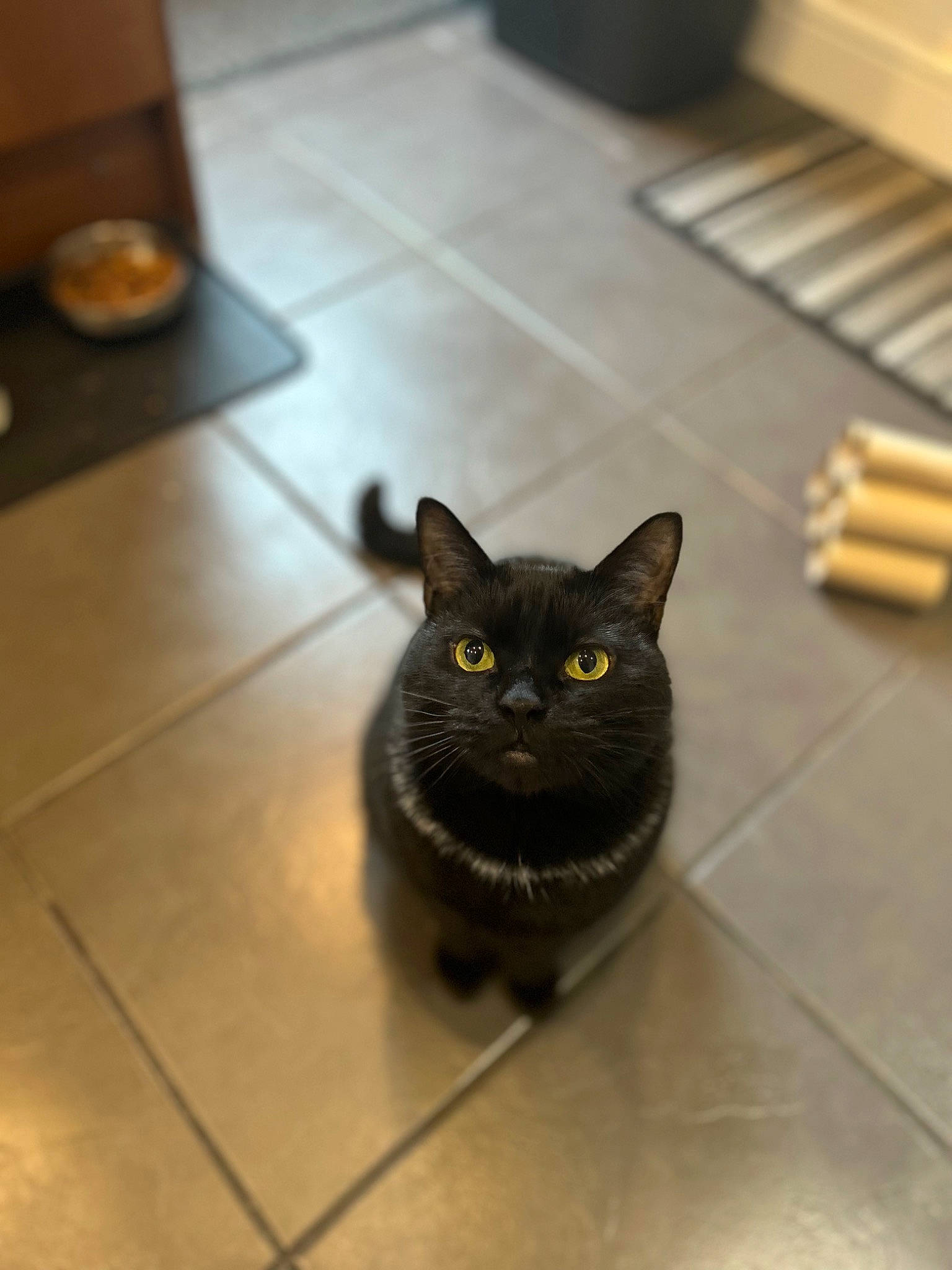 Margot joined the competition — help win amazing prizes! automotive_tire, black_cat, bombay, carnivore, cat, domestic_short_haired_cat, felidae, floor, flooring, fur, grey, hardwood, metal, paw, road_surface, small_to_medium_sized_cats, tail, terrestrial_animal, whiskers, wood