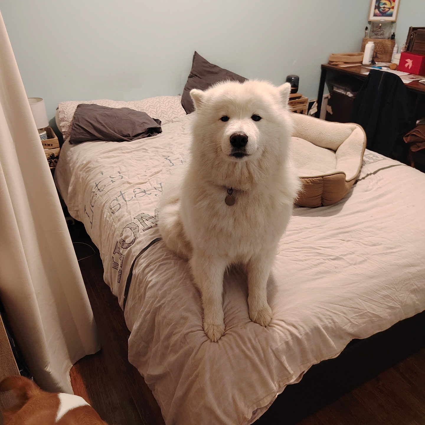 Venuse a rejoint le concours — aidez-le/la à gagner de superbes lots ! bed, bedroom, blanket, canine, chair, collar, curtains, decoration, dog, dog_bed, domestic_animal, floor, furniture, indoor, pet, pillow, resting, table, wall_art, wood_floor