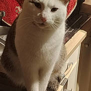 Urion a rejoint le concours — aidez-le/la à gagner de superbes lots ! cat, animal, pet, kitchen, counter, towel, white, brown, fur, whiskers, ears, face, sitting, domestic, indoor, curious, mischievous, warm_light, background, household