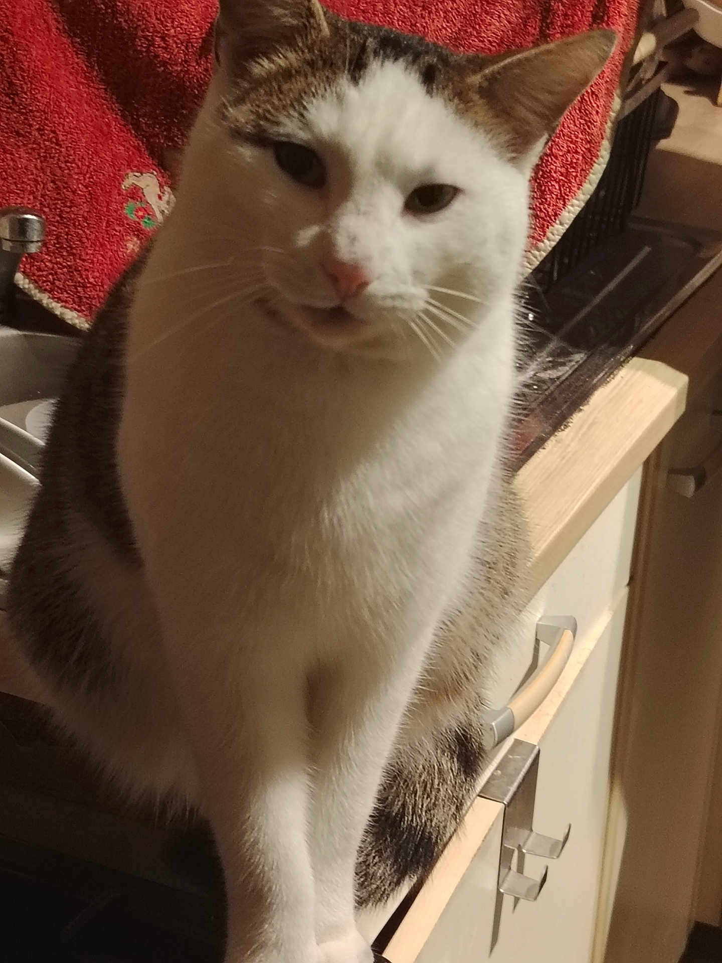 Urion a rejoint le concours — aidez-le/la à gagner de superbes lots ! cat, animal, pet, kitchen, counter, towel, white, brown, fur, whiskers, ears, face, sitting, domestic, indoor, curious, mischievous, warm_light, background, household