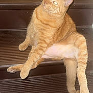 Mr.mew joined the competition — help win amazing prizes! animal, brown, cat, cute, domestic_cat, feline, flash, fur, indoor, looking_away, orange_tabby, paw, pet, relaxed, resting, sitting, stairs, striped, tail, whiskers