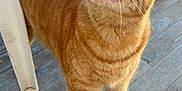 Mr.mew joined the competition — help win amazing prizes! animal, cat, chair, closeup, curious, domestic_animal, ears, feline, four_legs, fur, indoor, looking_up, mammal, open_mouth, orange_tabby, pet, standing, tail, whiskers, wooden_floor