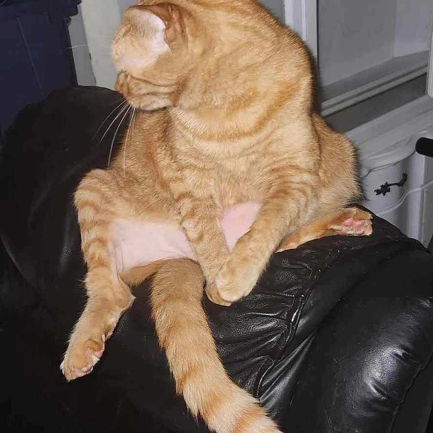 Mr.mew is registered to the contest to win money with this photo: animal, cat, chair, cute, domestic_cat, feline, funny_pose, furniture, household, indoor, leather, looking_away, orange_tabby, paw, pet, relaxed, sitting, striped, tail, whiskers