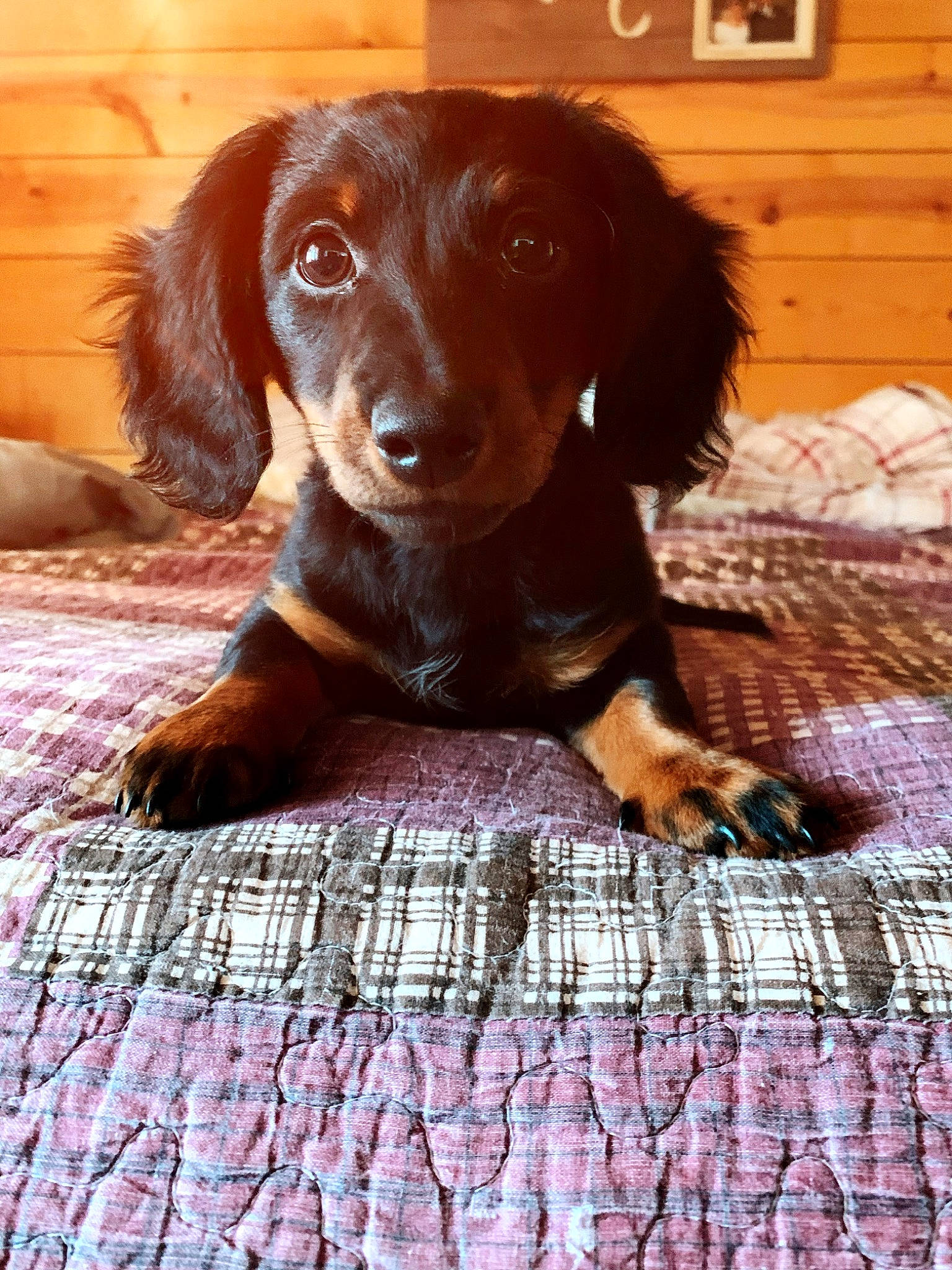 Dudley joined the competition — help win amazing prizes! brown, canidae, carnivore, companion_dog, dog, dog_breed, fawn, flooring, fur, gun_dog, hardwood, hunting_dog, liver, pattern, pet_supply, retriever, snout, sporting_group, wood, working_animal