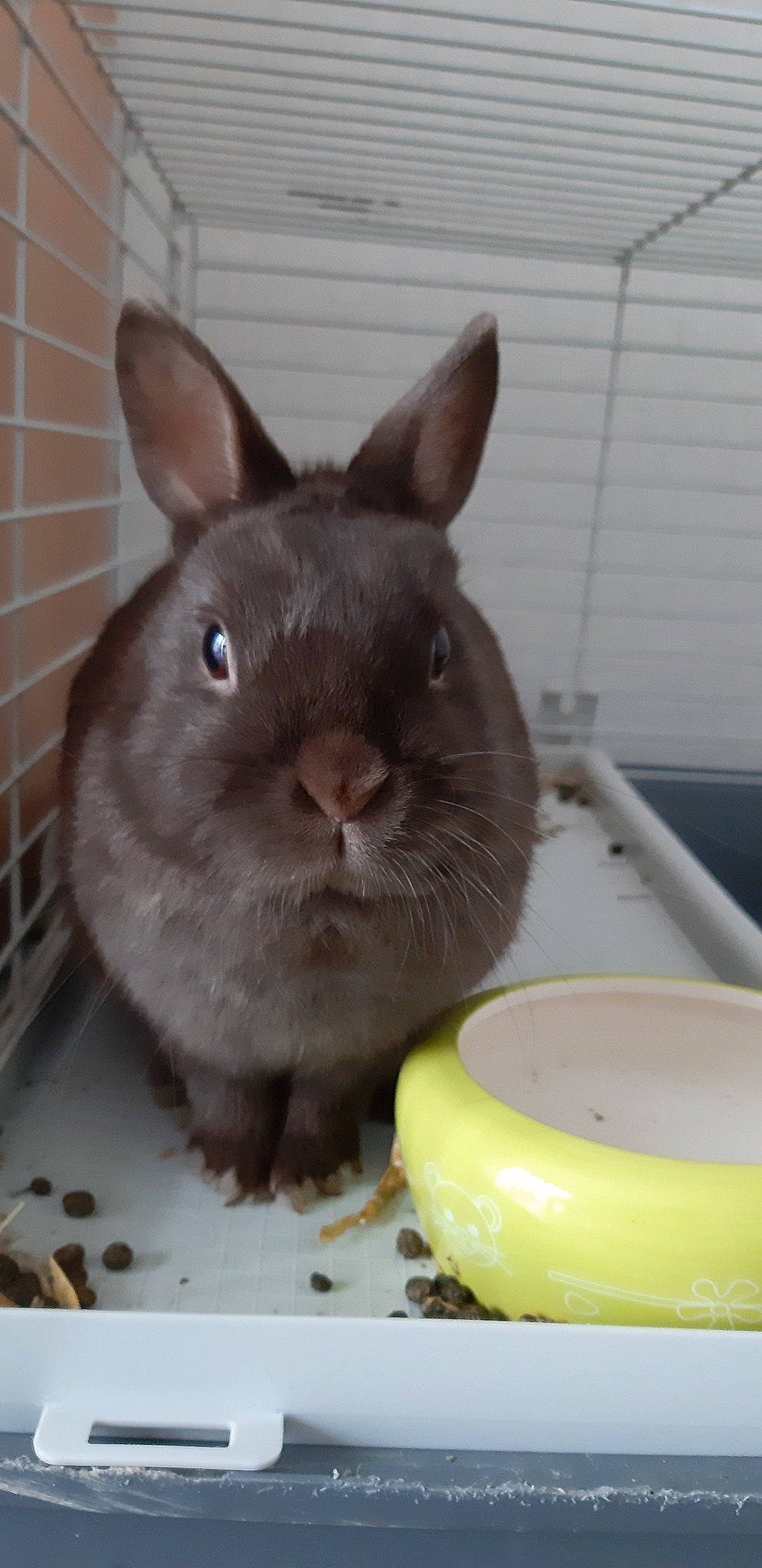 Coco a rejoint le concours — aidez-le/la à gagner de superbes lots ! chinchilla, domestic_rabbit, ear, eating, fawn, mammal, organism, rabbit, rabbits_and_hares, rodent, snout, vertebrate, whiskers
