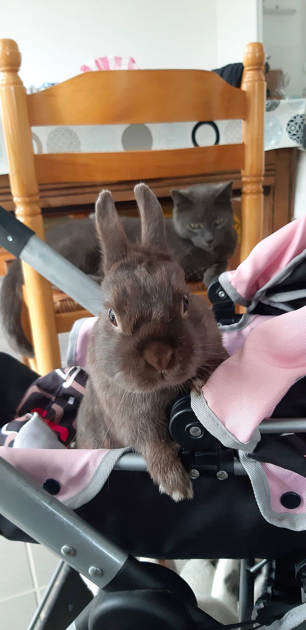 Coco participe au concours pour gagner de l'argent avec cette photo : domestic_rabbit, fawn, hare, rabbit, rabbits_and_hares, whiskers, wood_rabbit