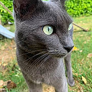 Smookie a rejoint le concours — aidez-le/la à gagner de superbes lots ! cat, gray_cat, green_eyes, animal, pet, feline, whiskers, ears, nose, fur, close_up, portrait, outdoor, garden, grass, nature, standing, alert, curious, photography