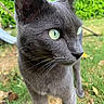 cat, gray_cat, green_eyes, animal, pet, feline, whiskers, ears, nose, fur, close_up, portrait, outdoor, garden, grass, nature, standing, alert, curious, photography