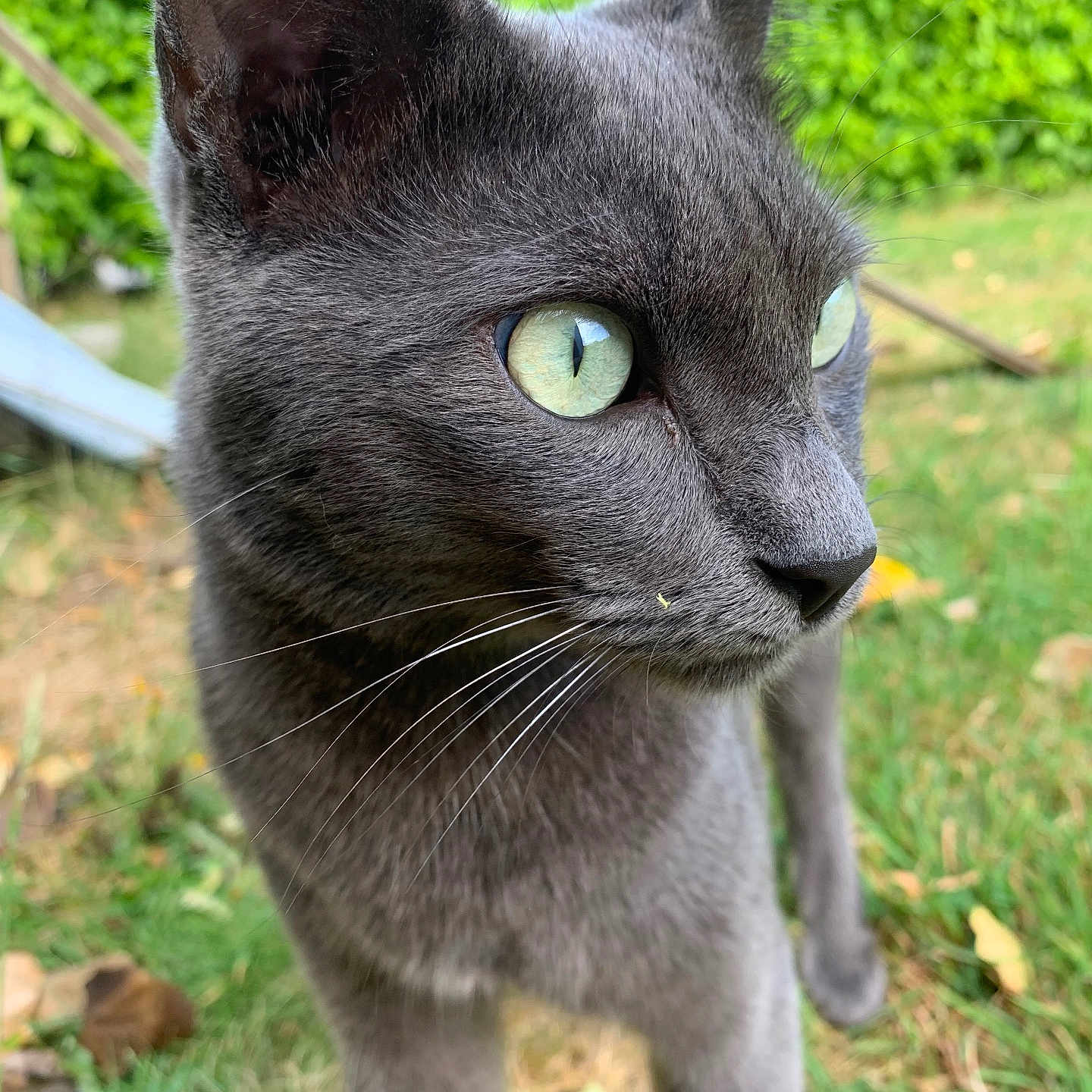 Smookie