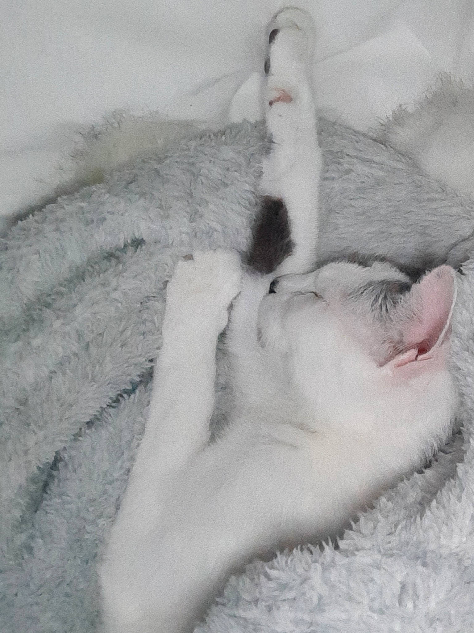 Chanel participe au concours pour gagner de l'argent avec cette photo : carnivore, cat, drawing, ear, felidae, fur, hand, kitten, leg, nose, paw, polydactyl_cat, sleep, small_to_medium_sized_cats, tail, turkish_angora, turkish_van, whiskers, white