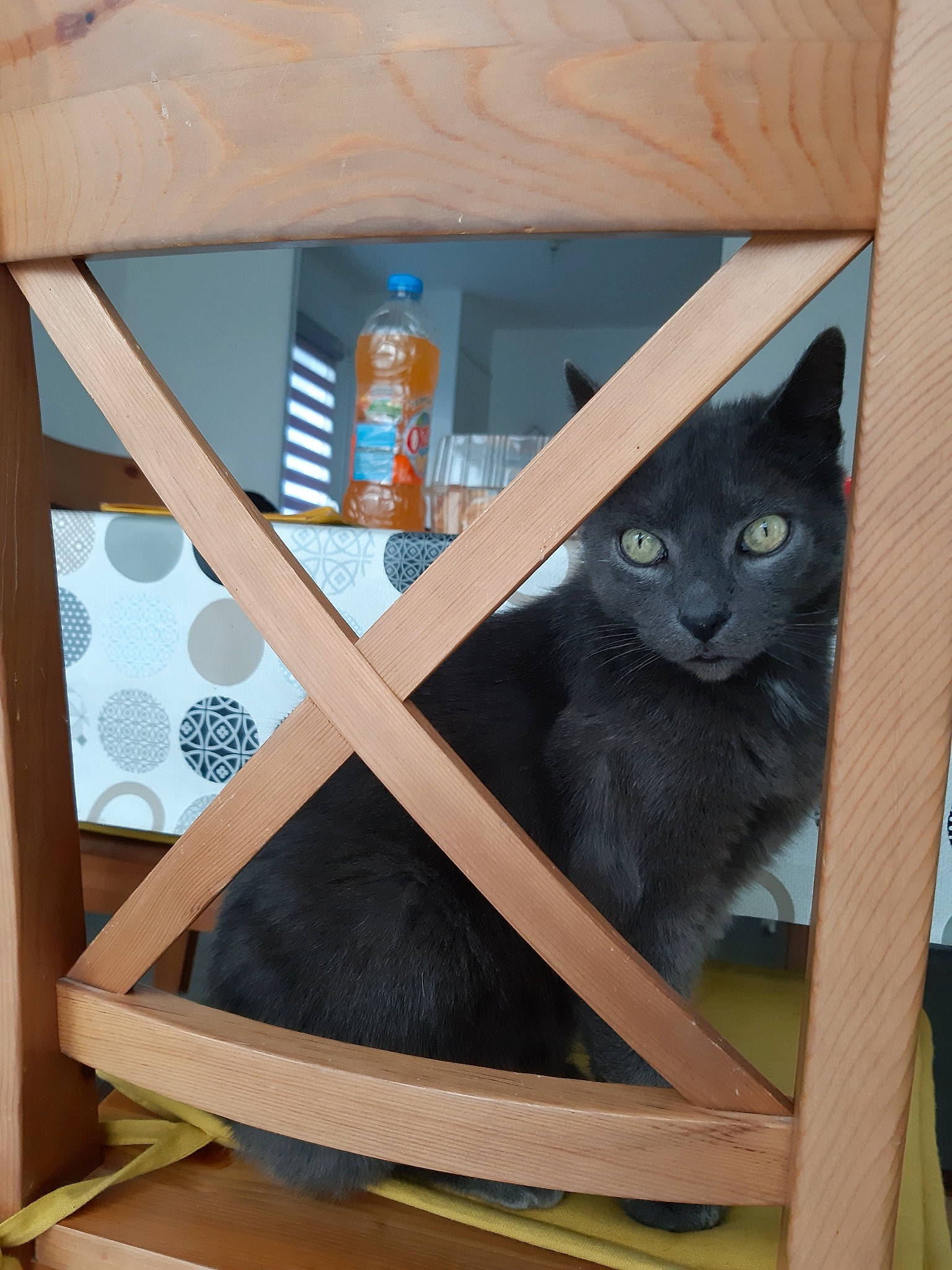 Bandit participe au concours pour gagner de l'argent avec cette photo : british_shorthair, burmese, carnivore, cat, cat_furniture, chartreux, felidae, korat, nebelung, russian_blue, small_to_medium_sized_cats, whiskers