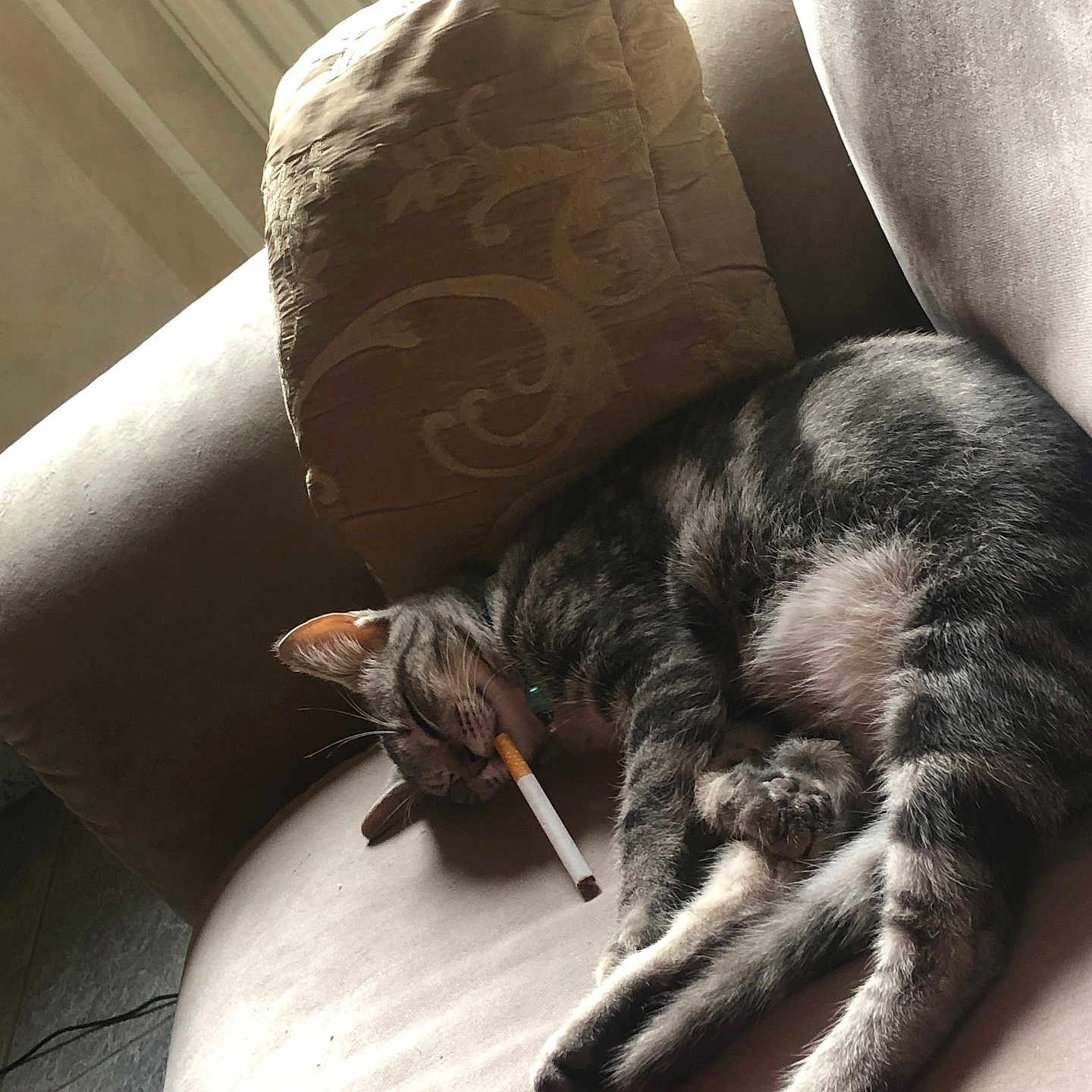 Romix a rejoint le concours — aidez-le/la à gagner de superbes lots ! animal, architecture, armchair, building, cat, chair, couch, cushion, face, furniture, head, homedecor, indoors, kitten, livingroom, person, pet, pillow, sleeping, smoke