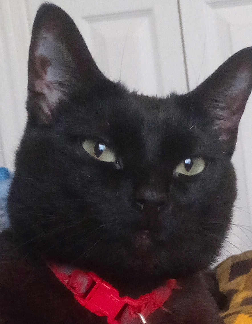 Banther is registered to the contest to win money with this photo: alert, animal, black_cat, cat, close_up, cute, domestic_cat, ears, face, feline, fur, green_eyes, household, indoor, looking, pet, pet_accessory, portrait, red_collar, whiskers