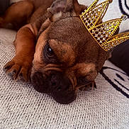 Loyalty is registered to the contest to win money with this photo: dog, brown_dog, crown, pet, sleeping, resting, close_up, cute, animal, puppy, furry, canine, indoors, blanket, pattern, relaxed, adorable, face, paw, cozy