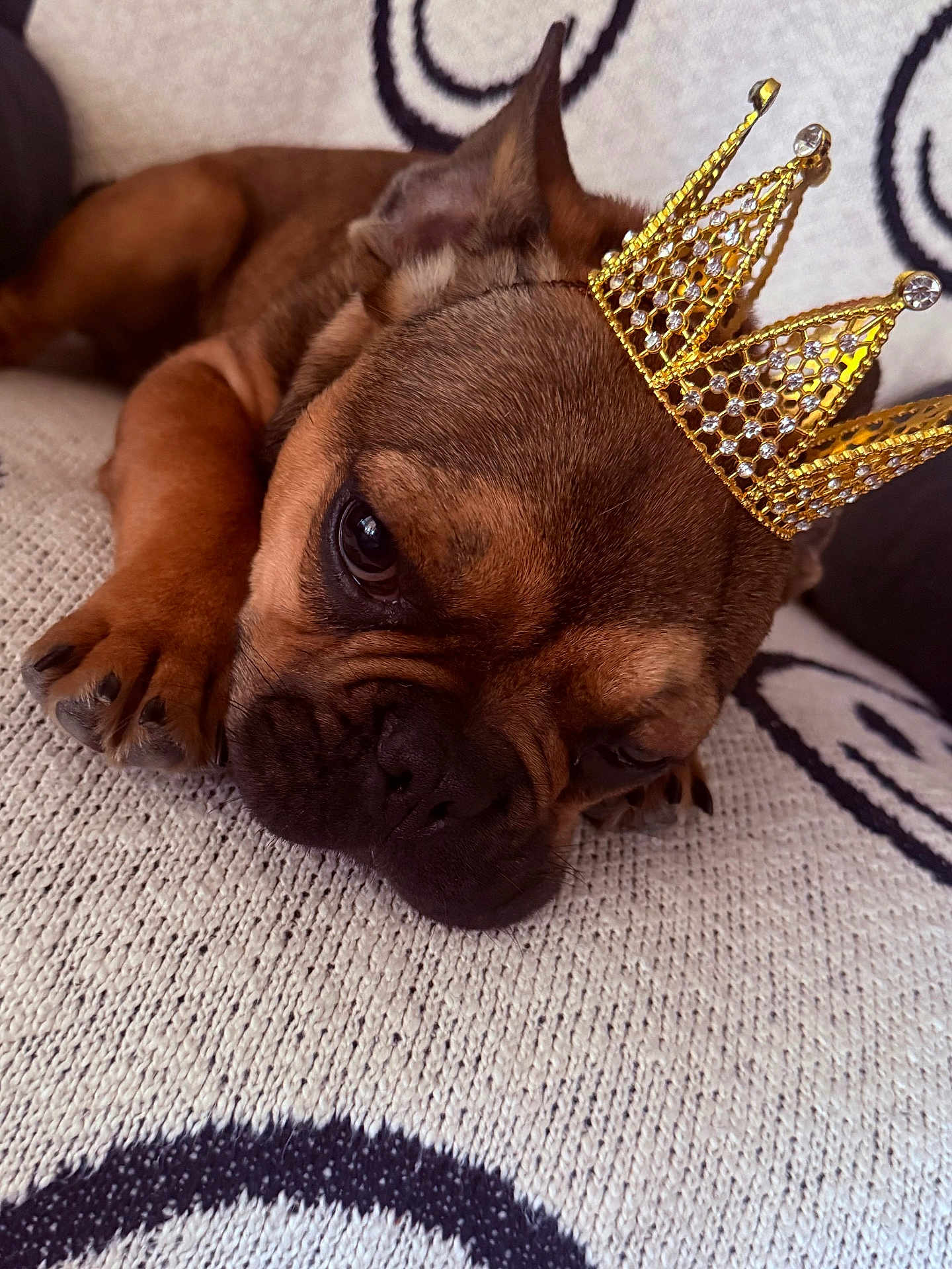 Loyalty is registered to the contest to win money with this photo: dog, brown_dog, crown, pet, sleeping, resting, close_up, cute, animal, puppy, furry, canine, indoors, blanket, pattern, relaxed, adorable, face, paw, cozy