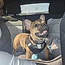 dog, french_bulldog, puppy, car, backseat, dog_bed, harness, pet, animal, canine, happy, smiling, indoor, seat, window, sunlight, tattoo, person, clothing, headrest
