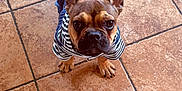 Loyalty is registered to the contest to win money with this photo: dog, french_bulldog, puppy, pet, clothing, hoodie, denim, striped, brown, ears, cute, looking_up, floor, tile, indoor, small_dog, animal, adorable, canine, portrait