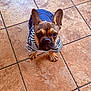 dog, french_bulldog, puppy, pet, clothing, hoodie, denim, striped, brown, ears, cute, looking_up, floor, tile, indoor, small_dog, animal, adorable, canine, portrait