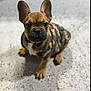 Loyalty is registered to the contest to win money with this photo: dog, puppy, french_bulldog, camouflage, jacket, pet, animal, indoor, floor, ears, brown, cute, small, sitting, looking, young, mammal, companion, adorable, fur