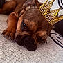 Loyalty joined the competition — help win amazing prizes! dog, brown_dog, crown, pet, sleeping, resting, close_up, cute, animal, puppy, furry, canine, indoors, blanket, pattern, relaxed, adorable, face, paw, cozy