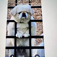 Yogi joined the competition — help win amazing prizes! dog, white_dog, fluffy, gate, metal_bars, outdoor, pet, animal, curious, gravel, close_up, portrait, paw, fence, locked, phone_screen, time_display, date_display, technology, cute