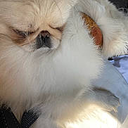 Princess Pj joined the competition — help win amazing prizes! dog, sleeping, fluffy, cream_color, pet, fur, close_up, resting, indoor, cozy, cute, animal, small_dog, peaceful, cuddle, portrait, soft_light, companion, relaxation, paw