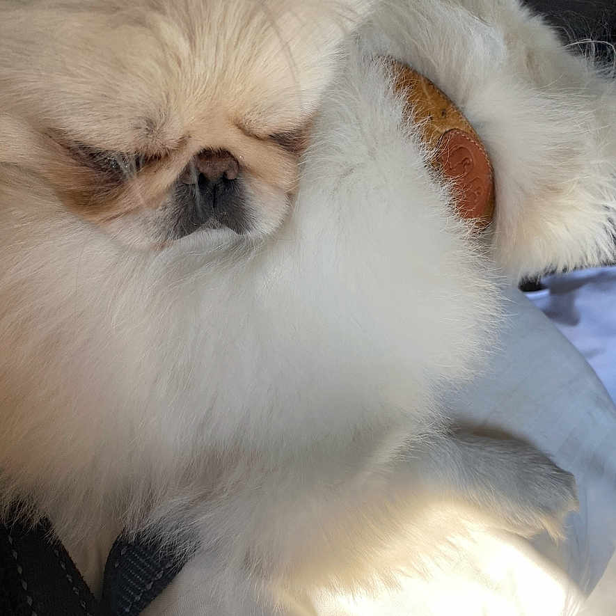 Princess Pj joined the competition — help win amazing prizes! dog, sleeping, fluffy, cream_color, pet, fur, close_up, resting, indoor, cozy, cute, animal, small_dog, peaceful, cuddle, portrait, soft_light, companion, relaxation, paw