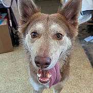 Izabelle is registered to the contest to win money with this photo: animal, blurred_background, brown_fur, canine, close_up, dog, domestic, ears_up, eyes, floor, friendly, happy, household, indoor, looking_at_camera, mouth_open, nose, pet, standing, tongue_out