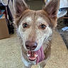 animal, blurred_background, brown_fur, canine, close_up, dog, domestic, ears_up, eyes, floor, friendly, happy, household, indoor, looking_at_camera, mouth_open, nose, pet, standing, tongue_out