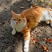 Yumi a rejoint le concours — aidez-le/la à gagner de superbes lots ! cat, orange_cat, white_cat, fluffy, outdoor, gravel, leaves, autumn, sunlight, relaxed, animal, pet, nature, mammal, whiskers, paw, fur, lying_down, daylight, closeup