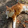 cat, orange_cat, white_cat, fluffy, outdoor, gravel, leaves, autumn, sunlight, relaxed, animal, pet, nature, mammal, whiskers, paw, fur, lying_down, daylight, closeup