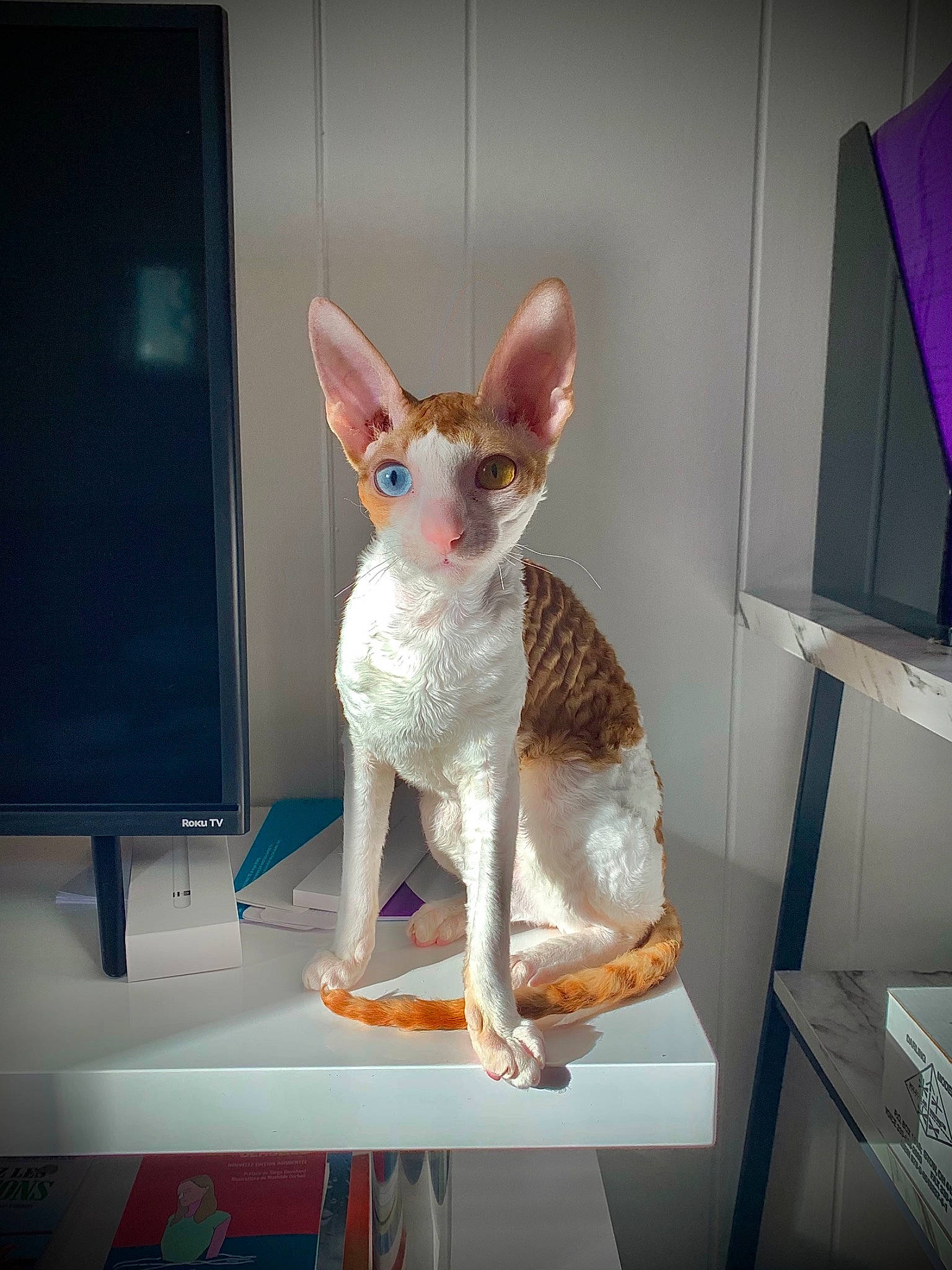 Mazy participe au concours pour gagner de l'argent avec cette photo : art, canidae, carnivore, cat, companion_dog, devon_rex, display_device, fawn, felidae, rectangle, room, shelf, small_to_medium_sized_cats, tail, terrestrial_animal, visual_arts, whiskers