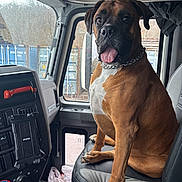 Poncho joined the competition — help win amazing prizes! dog, boxer, vehicle_interior, truck, seat, window, tongue_out, chain_collar, dashboard, plastic_bag, container, rain, leather_seat, control_panel, side_mirror, paw, happy, alert, indoor, transport