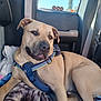 Loki is registered to the contest to win money with this photo: dog, tan_dog, harness, blanket, car_interior, window, seatbelt, sunlight, relaxed, pet, animal, canine, mammal, companion, domestic_animal, resting, fur, ears, nose, indoor