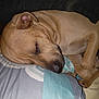 dog, sleeping, brown_dog, pillow, curled_up, resting, indoor, pet, animal, cozy, close_up, fur, relaxed, home, comfort, cute, canine, nap, quiet, peaceful