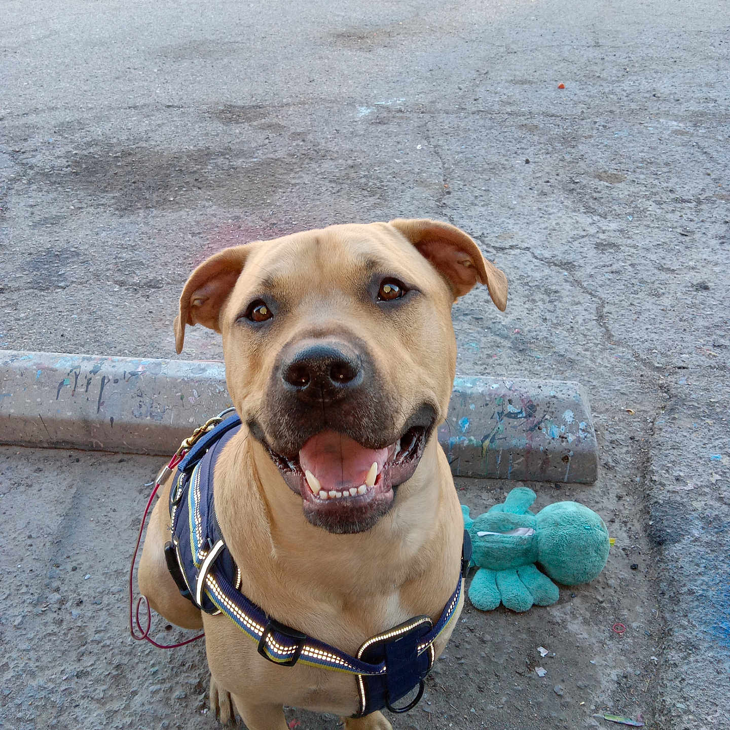 Loki joined the competition — help win amazing prizes! animal, brown_dog, canine, close_up, companion, cute, dog, friendly, happy, harness, leash, looking_up, outdoor, pavement, pet, playful, plush, sitting, smiling, toy